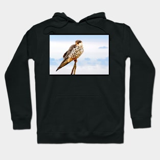 Falcon Hoodie